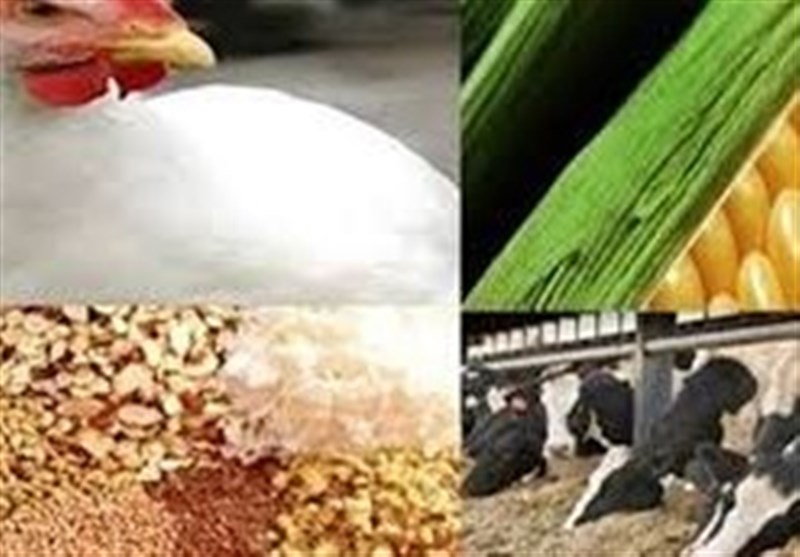 سهمیه دی نهادهها به زودی در بازارگاه بارگذاری میشود سهمیه دی نهادهها به زودی در بازارگاه بارگذاری میشود