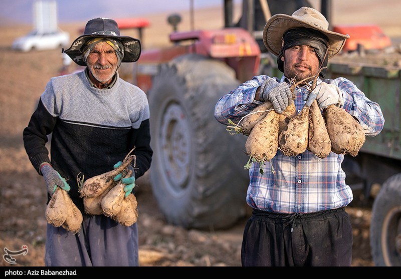 هستهای در کشاورزی ــ 71 |اصلاح چغندرقند برای قنددهی بیشتر هستهای در کشاورزی ــ 71 |اصلاح چغندرقند برای قنددهی بیشتر