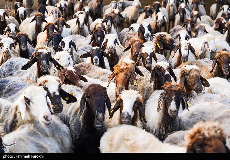 تزریق 50 هزار میلیارد تومان برای تامین نقدینگی صنعت دام و طیور تزریق 50 هزار میلیارد تومان برای تامین نقدینگی صنعت دام و طیور