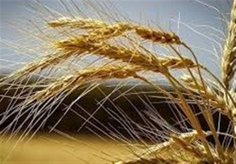 تقویت امنیت غذایی کشور با بومیسازی بذرهای راهبردی تقویت امنیت غذایی کشور با بومیسازی بذرهای راهبردی