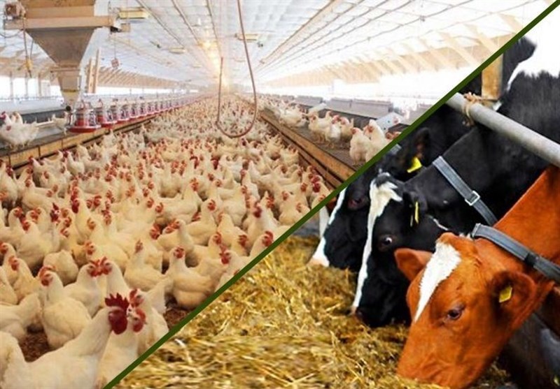 مشکل تأمین نهادههای اساسی ماههای اخیر رفع شد مشکل تأمین نهادههای اساسی ماههای اخیر رفع شد