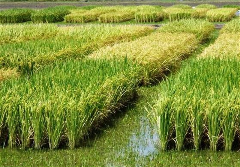 هستهای در کشاورزی ــ 83| کنترل کرم ساقهخوار برنج هستهای در کشاورزی ــ 83| کنترل کرم ساقهخوار برنج