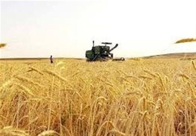 امسال هم در تولید گندم نان خودکفا می شویم امسال هم در تولید گندم نان خودکفا می شویم