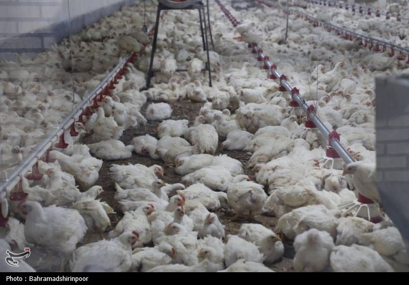 تداوم چرخش زنجیره تامین صنعت دام و طیور تداوم چرخش زنجیره تامین صنعت دام و طیور