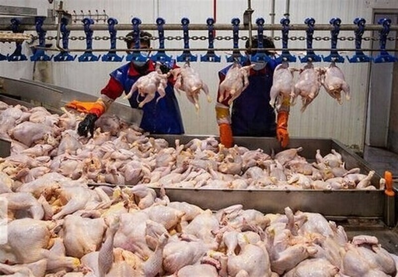 کمبودی در تامین مرغ نداریم کمبودی در تامین مرغ نداریم
