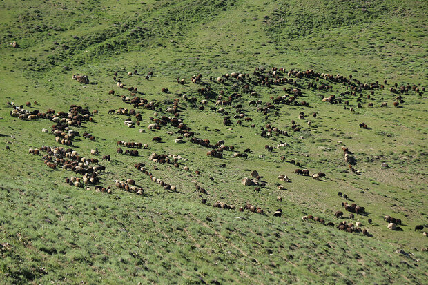 برآورد تولید ۹.۲ میلیون تن علوفه در مراتع کشور برآورد تولید ۹.۲ میلیون تن علوفه در مراتع کشور