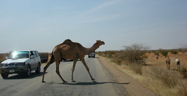 تصادف پژو پارس با شتر در جاسک یک مصدوم برجا گذاشت تصادف پژو پارس با شتر در جاسک یک مصدوم برجا گذاشت