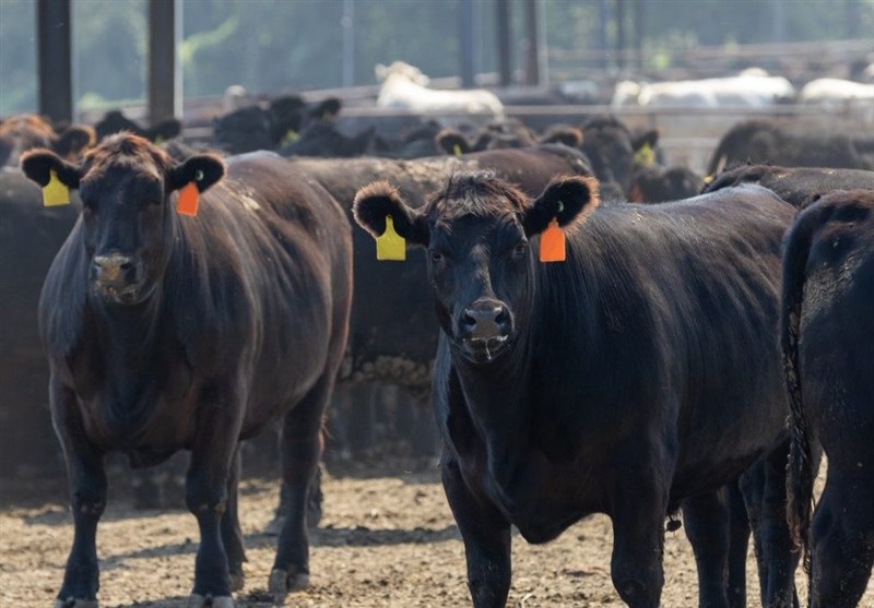 معاملات آتی دام در بازار جهانی به رکوردهای بی سابقهای رسید معاملات آتی دام در بازار جهانی به رکوردهای بی سابقهای رسید