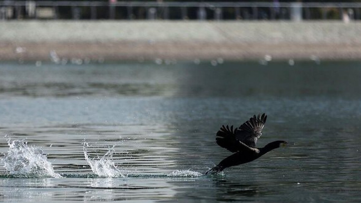 هجوم «پشههای یکروزه» به چیتگر/ ماجرا چیست؟ هجوم «پشههای یکروزه» به چیتگر/ ماجرا چیست؟