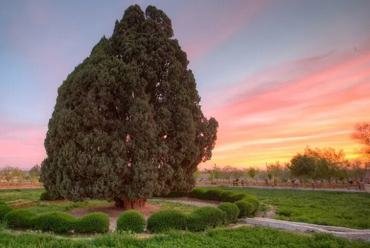سرو ۴۵۰۰ ساله ابرکوه؛ پاسخ تاریخی «پزشکیان» به غرور «ترامپ» سرو ۴۵۰۰ ساله ابرکوه؛ پاسخ تاریخی «پزشکیان» به غرور «ترامپ»