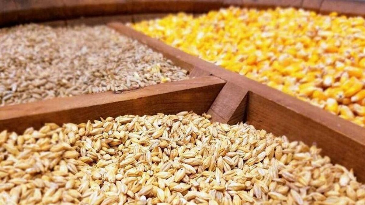 جزئیات تازه از واردات نهادههای دامی / گردش مالی سالانه به ۸ میلیارد دلار رسید جزئیات تازه از واردات نهادههای دامی / گردش مالی سالانه به ۸ میلیارد دلار رسید
