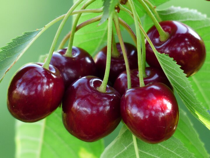 خواص گیلاس از نگاه طب سنتی خواص گیلاس از نگاه طب سنتی