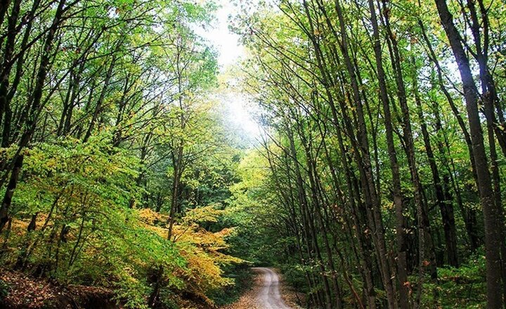 جنگل دشت شاد؛ مقصدی بکر برای طبیعتگردی مهیج جنگل دشت شاد؛ مقصدی بکر برای طبیعتگردی مهیج